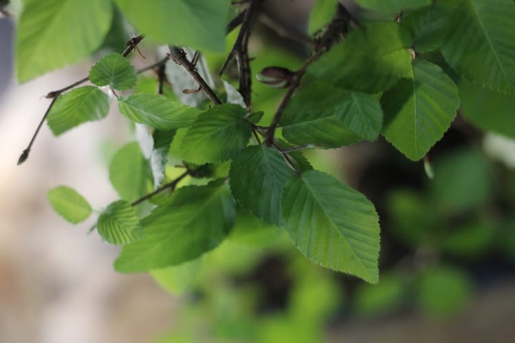 Бонсай Граб