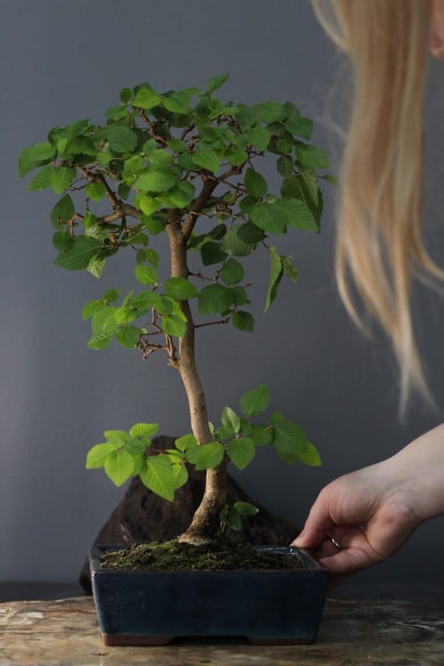 Бонсай Граб