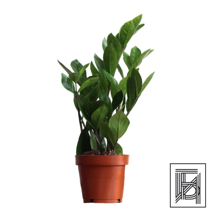 Замиокулькас D12