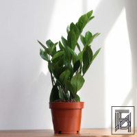 Замиокулькас D12