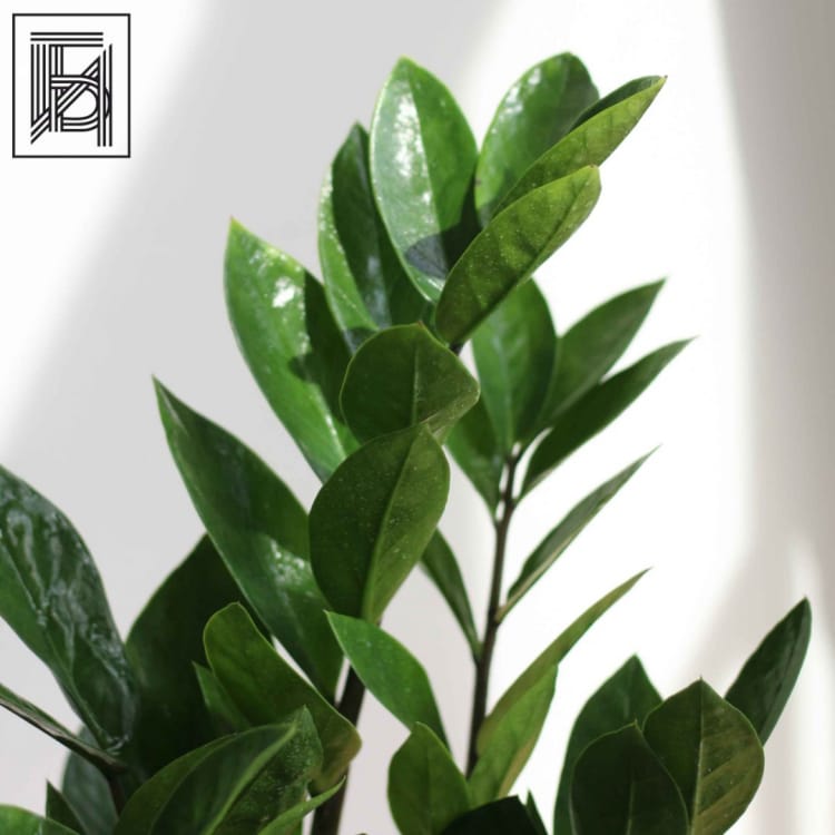 Замиокулькас D12