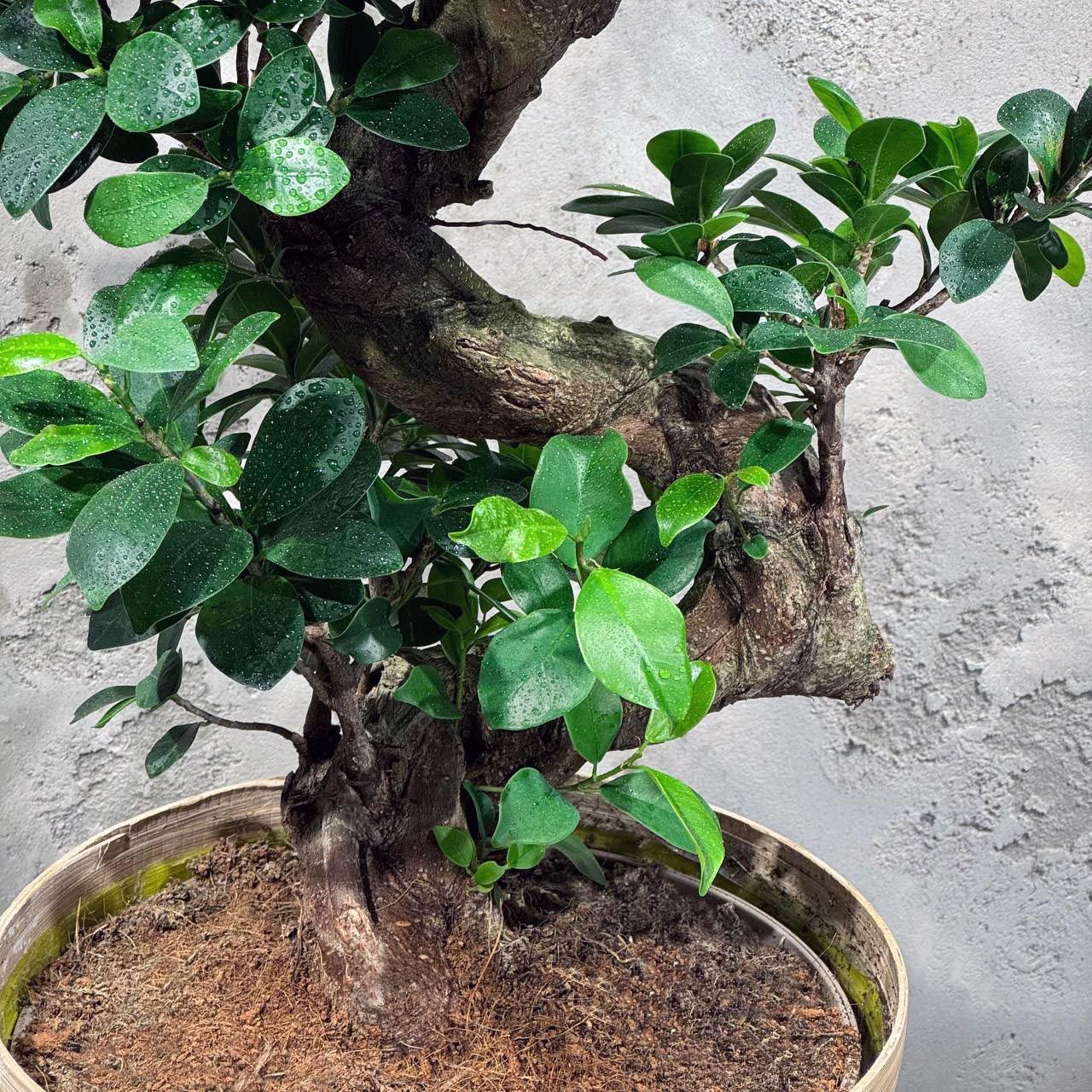 Фикус Гинсенг в кашпо, купить дерево по выгодной цене в МСК и СПБ