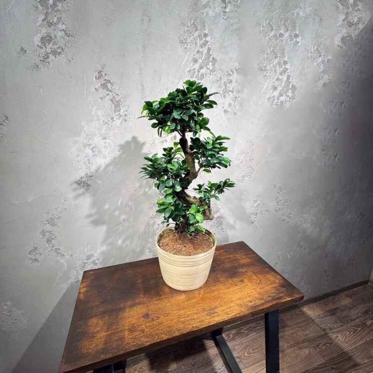 Фикус Гинсенг в кашпо Фикус Гинсенг в кашпо