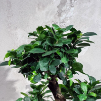 Фикус Гинсенг в кашпо Фикус Гинсенг в кашпо