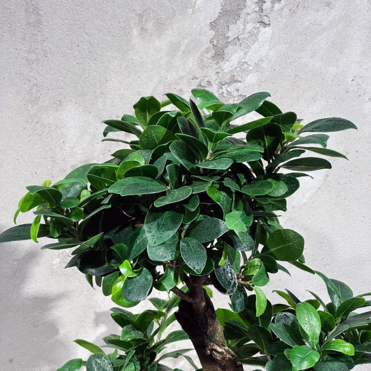 Фикус Гинсенг в кашпо Фикус Гинсенг в кашпо