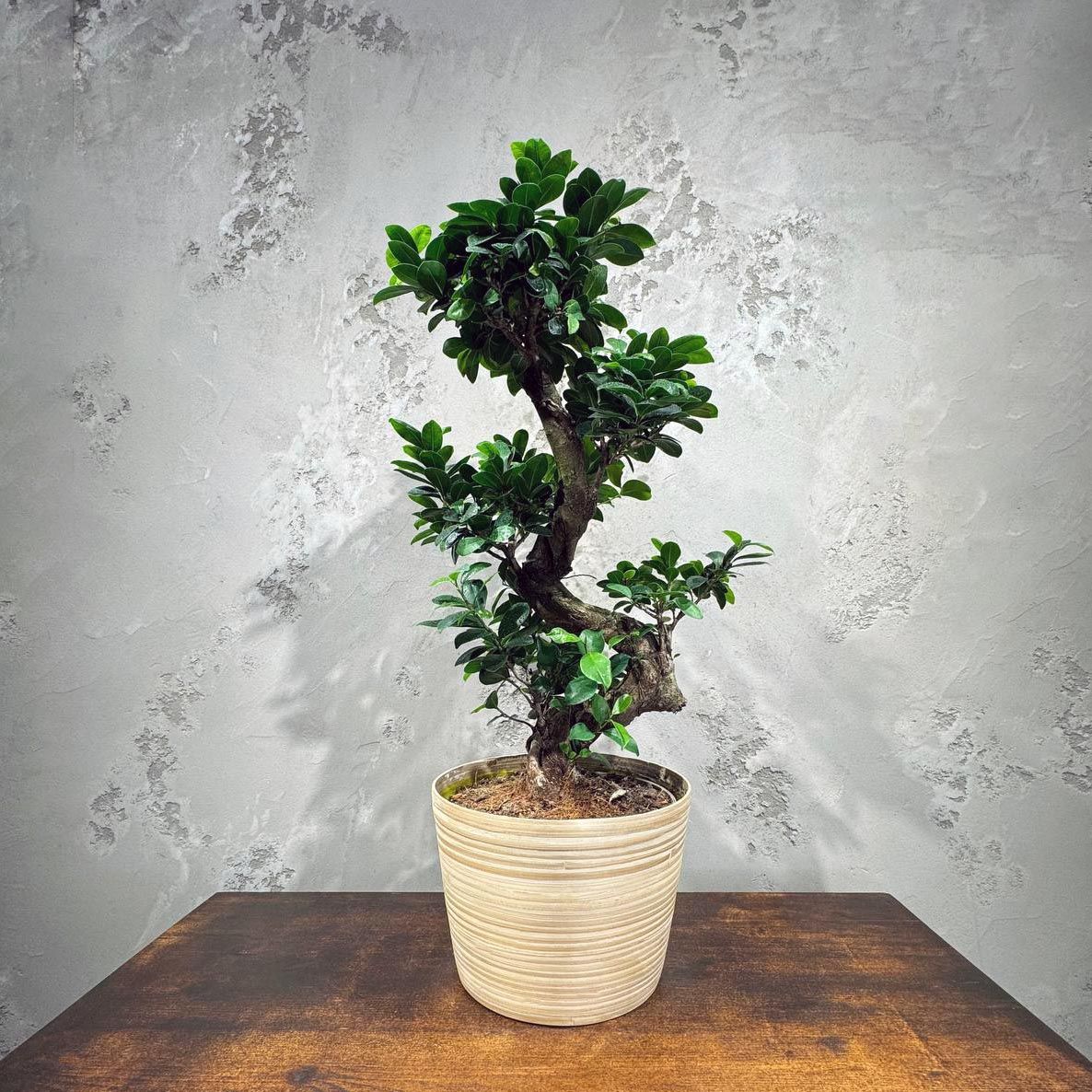 Фикус Гинсенг в кашпо, купить дерево по выгодной цене в МСК и СПБ