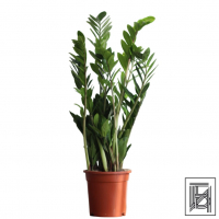 Замиокулькас D17 Замиокулькас D17