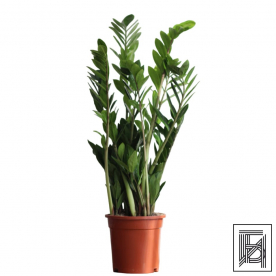 Замиокулькас D17