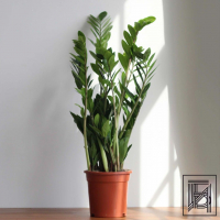 Замиокулькас D17 Замиокулькас D17