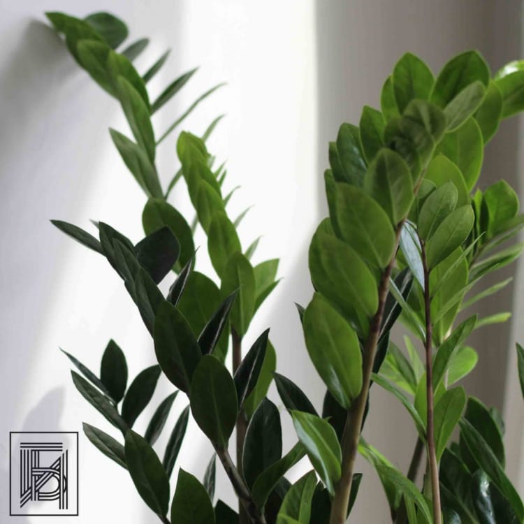 Замиокулькас D17 Замиокулькас D17