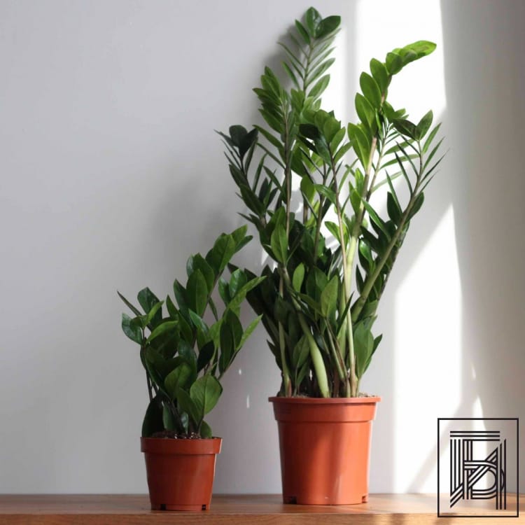 Замиокулькас D17 Замиокулькас D17