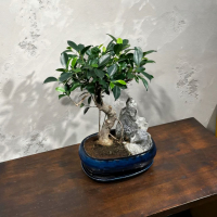 Бонсай - Баньян со скалой 15 лет