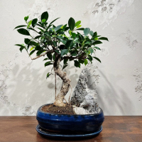 Бонсай - Баньян со скалой 15 лет