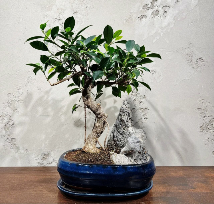 Бонсай - Баньян со скалой 15 лет