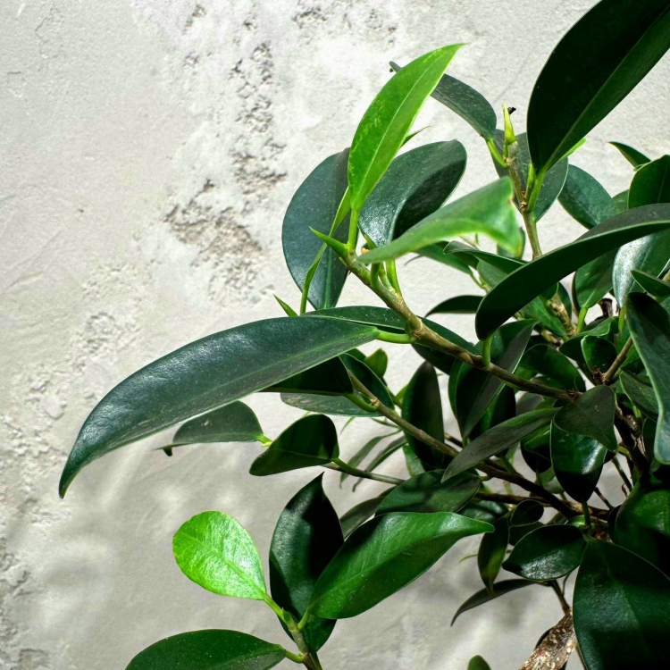 Бонсай - Баньян со скалой 15 лет