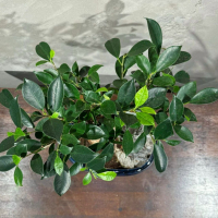 Бонсай - Баньян со скалой 15 лет