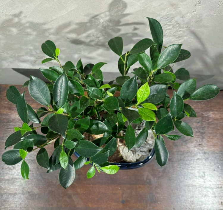 Бонсай - Баньян со скалой 15 лет