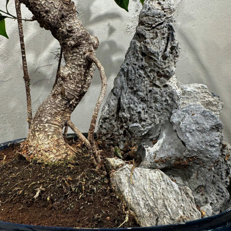 Бонсай - Баньян со скалой 15 лет