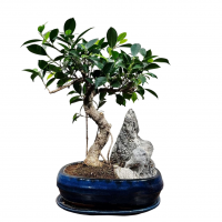 Бонсай - Баньян со скалой 15 лет