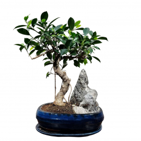 Бонсай - Баньян со скалой 15 лет