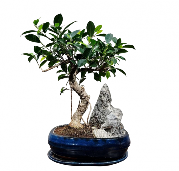 Бонсай - Баньян со скалой 15 лет