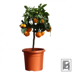 Каламондин Цитрус D15
