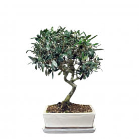 Бонсай Олива 20 лет