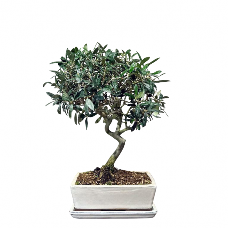 Бонсай Олива 20 лет Бонсай Олива 20 лет