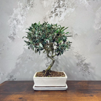 Бонсай Олива 20 лет Бонсай Олива 20 лет