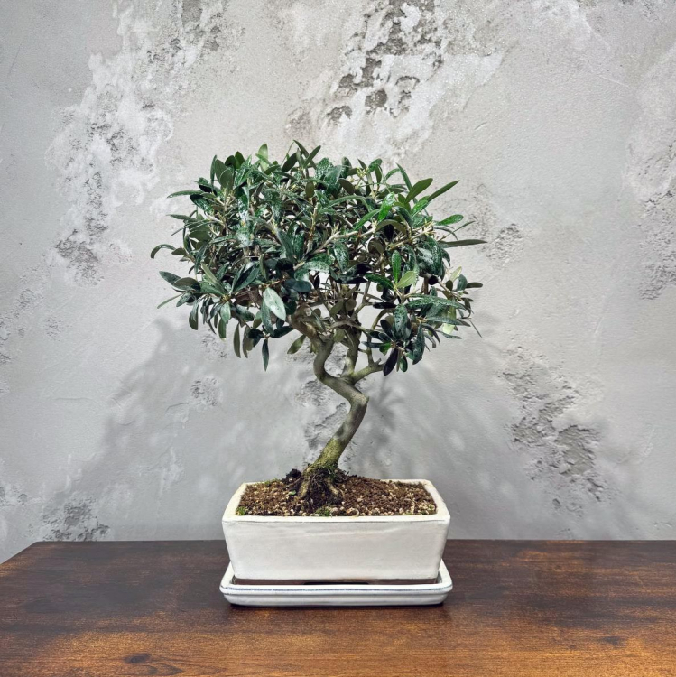 Бонсай Олива 20 лет Бонсай Олива 20 лет