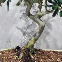 Бонсай Олива 20 лет Бонсай Олива 20 лет