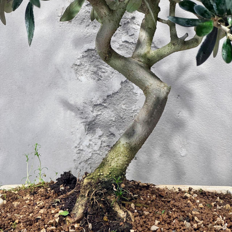 Бонсай Олива 20 лет Бонсай Олива 20 лет