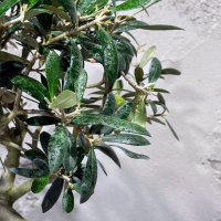 Бонсай Олива 20 лет Бонсай Олива 20 лет