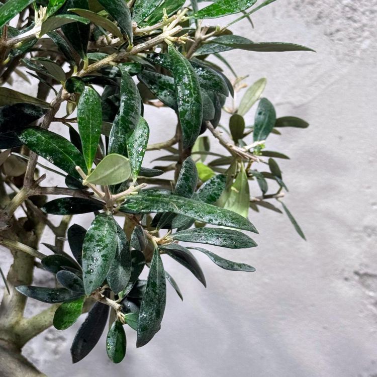 Бонсай Олива 20 лет Бонсай Олива 20 лет