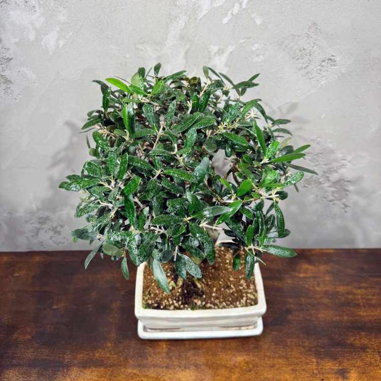 Бонсай Олива 20 лет Бонсай Олива 20 лет