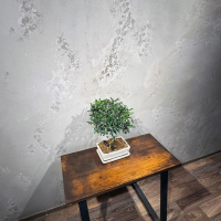 Бонсай Олива 20 лет Бонсай Олива 20 лет