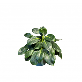 Филодендрон Биркин D14