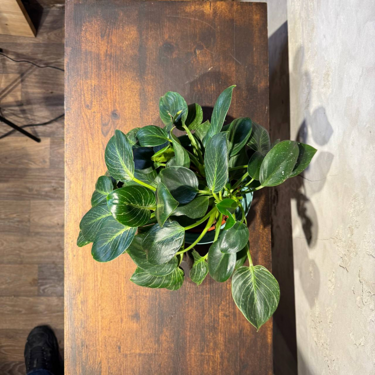 Филодендрон Биркин D14 Филодендрон Биркин D14