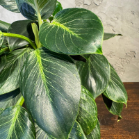 Филодендрон Биркин D14 Филодендрон Биркин D14