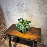 Филодендрон Биркин D14 Филодендрон Биркин D14