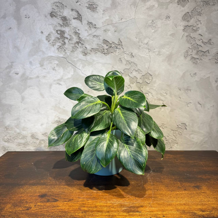 Филодендрон Биркин D14 Филодендрон Биркин D14