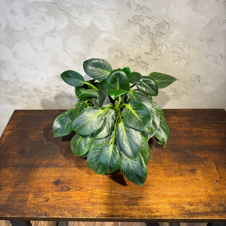 Филодендрон Биркин D14 Филодендрон Биркин D14