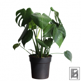 Монстера Делициоза D19