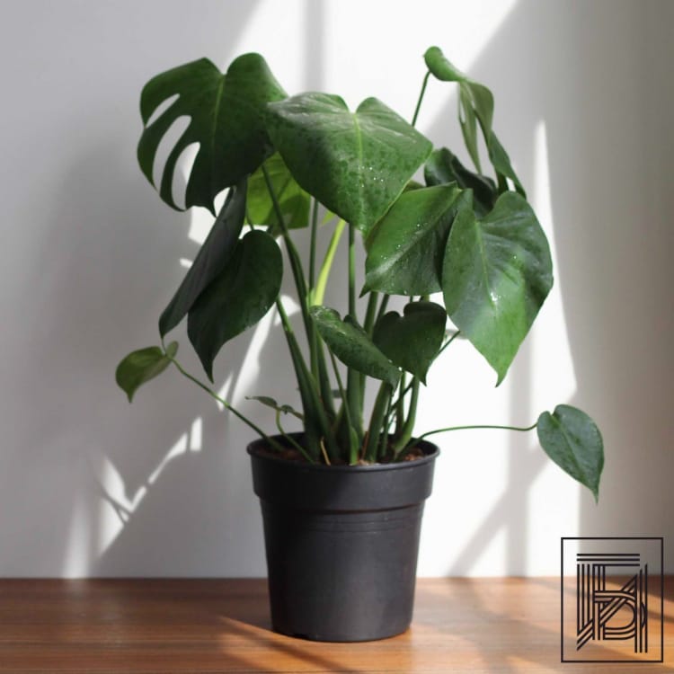 Монстера Делициоза D19