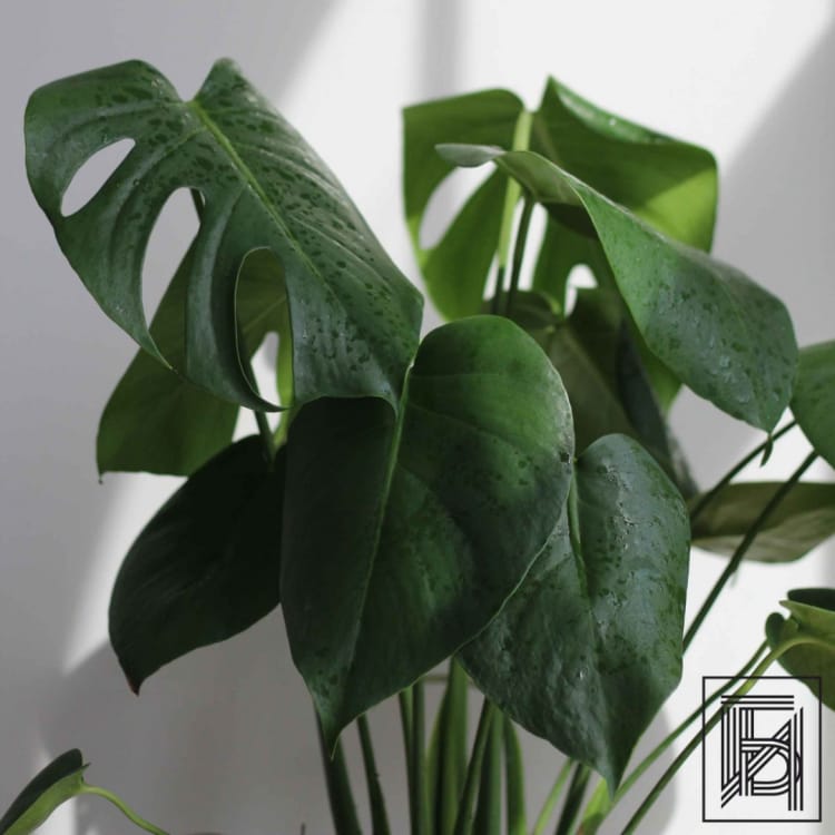 Монстера Делициоза D19