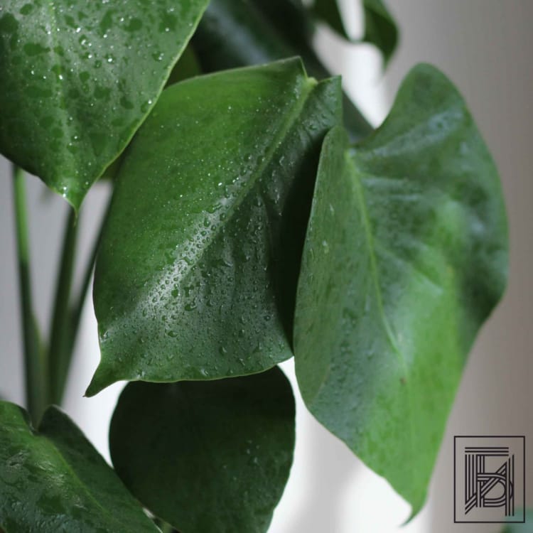 Монстера Делициоза D19