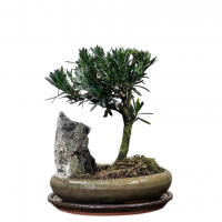Бонсай Подокарпус со скалой Бонсай Подокарпус со скалой