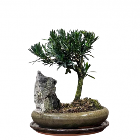 Бонсай Подокарпус со скалой