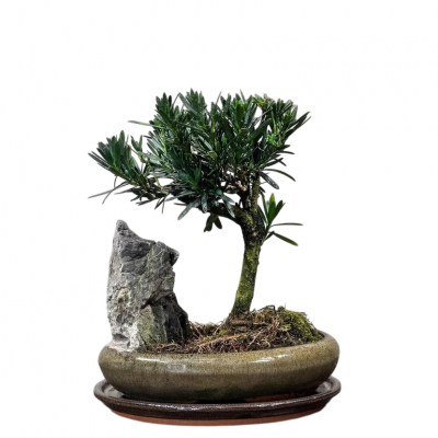 Бонсай Подокарпус со скалой