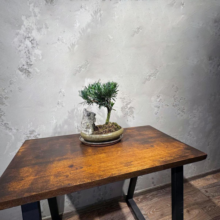 Бонсай Подокарпус со скалой Бонсай Подокарпус со скалой